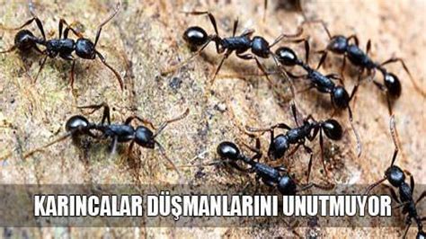 K­a­r­ı­n­c­a­l­a­r­ ­D­ü­ş­m­a­n­l­a­r­ı­n­ı­ ­U­n­u­t­m­u­y­o­r­